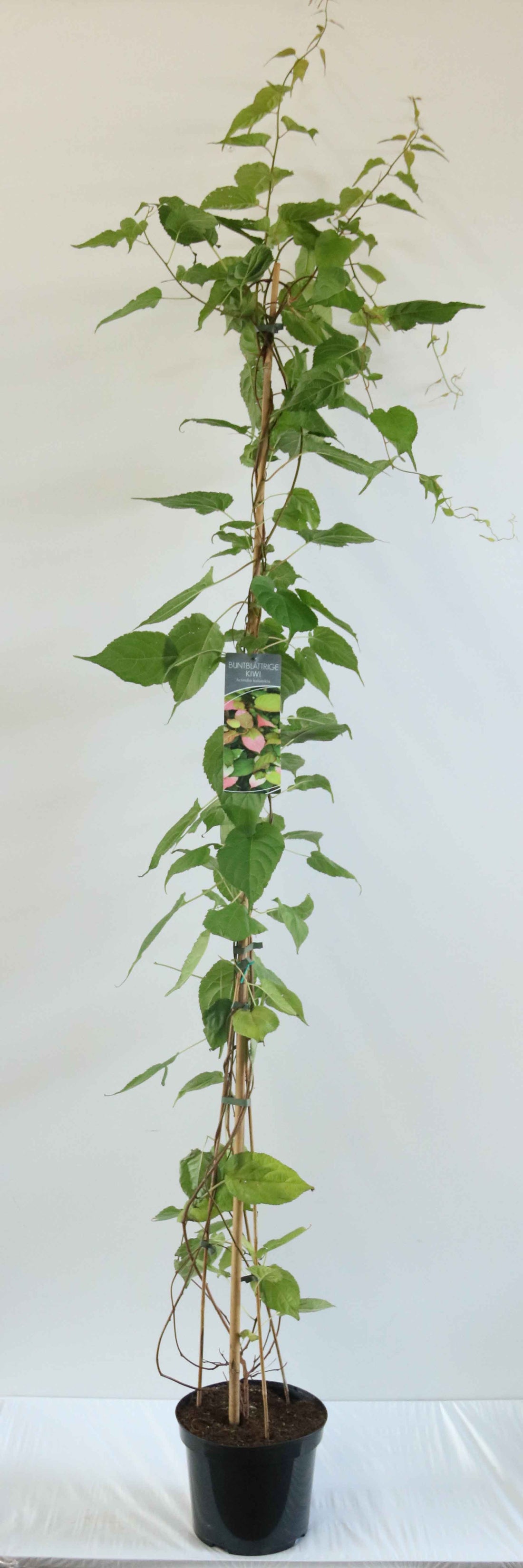Actinidia kolomikta C7,5 (7,5 liters kruka) 150-200 cm