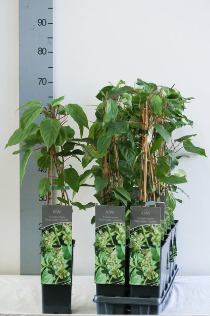 Actinidia arguta &