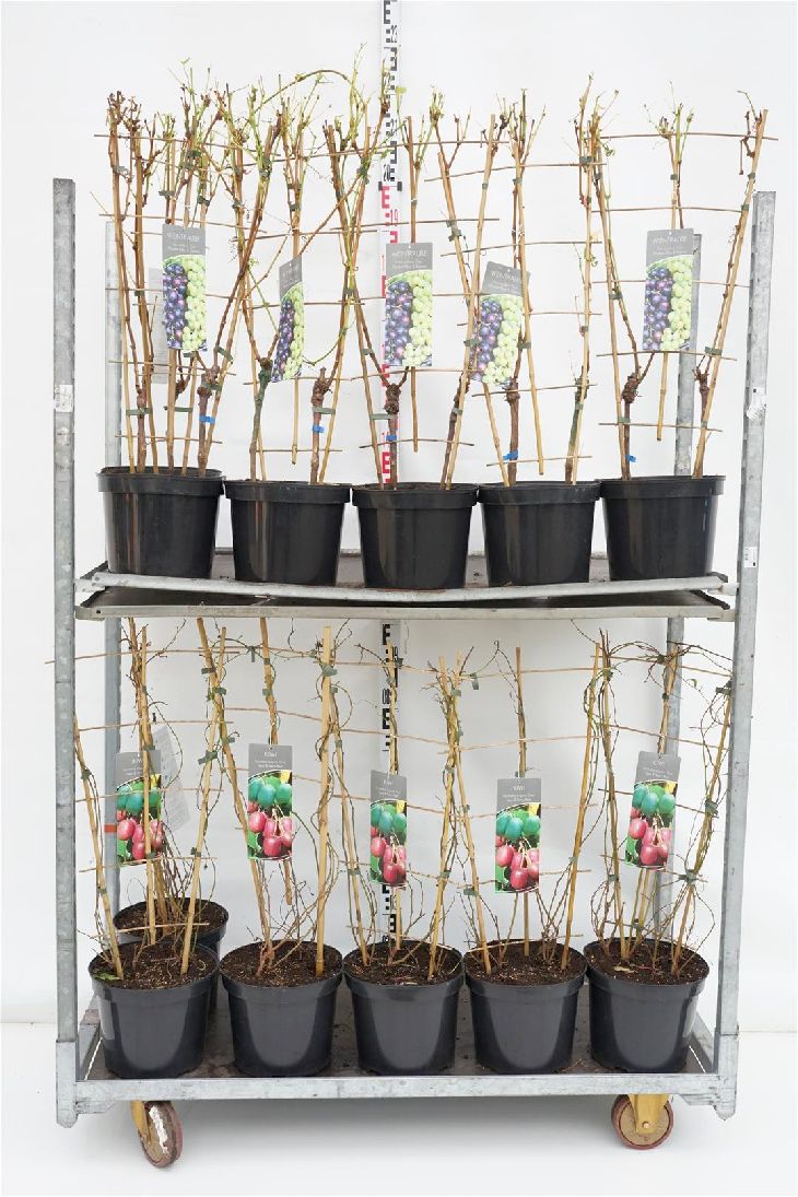 Kiwi &amp; Vitis (duo) - C7,5/P26 ESPALIER