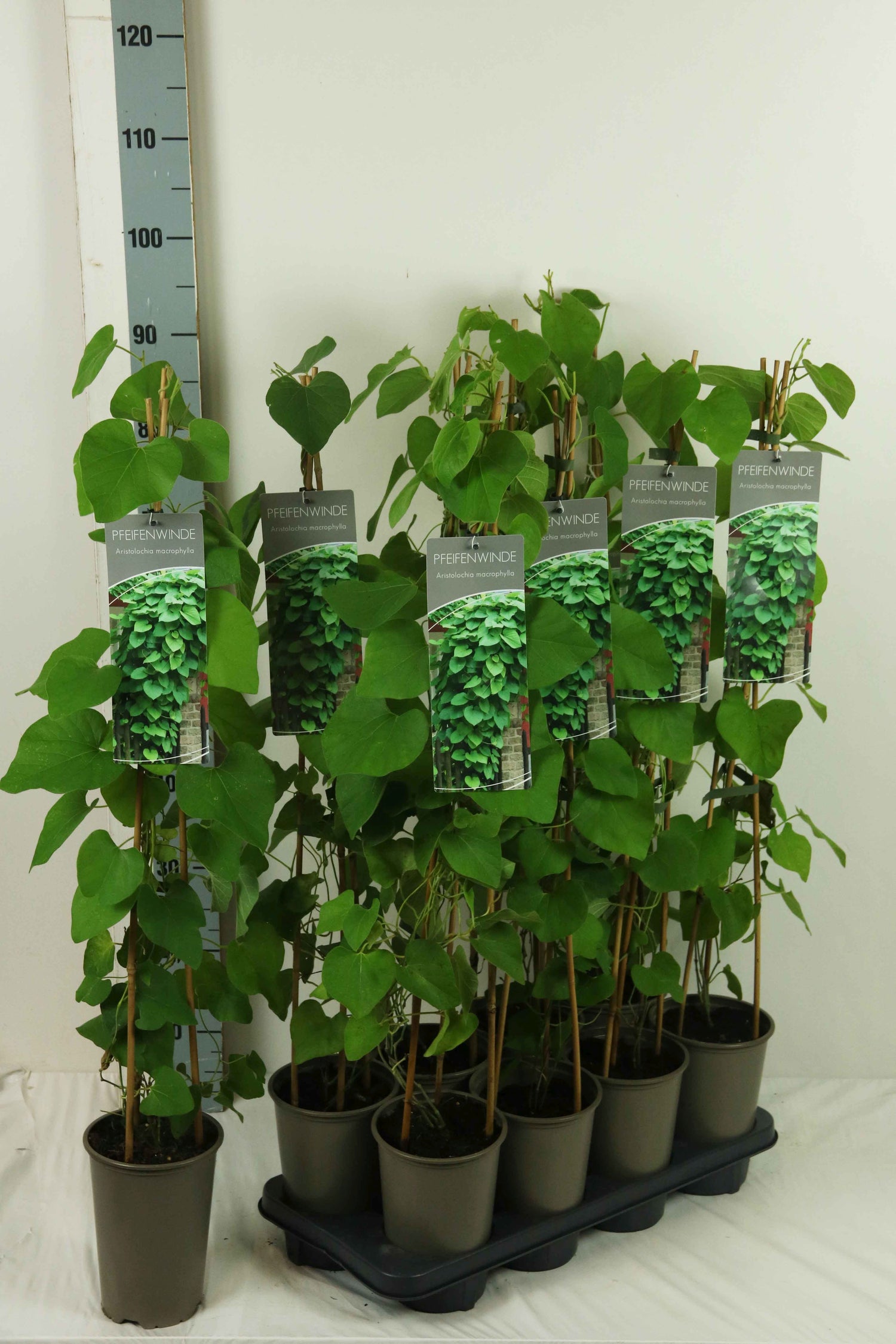 Pipranka macrophylla - P17 60-100 3-STICK