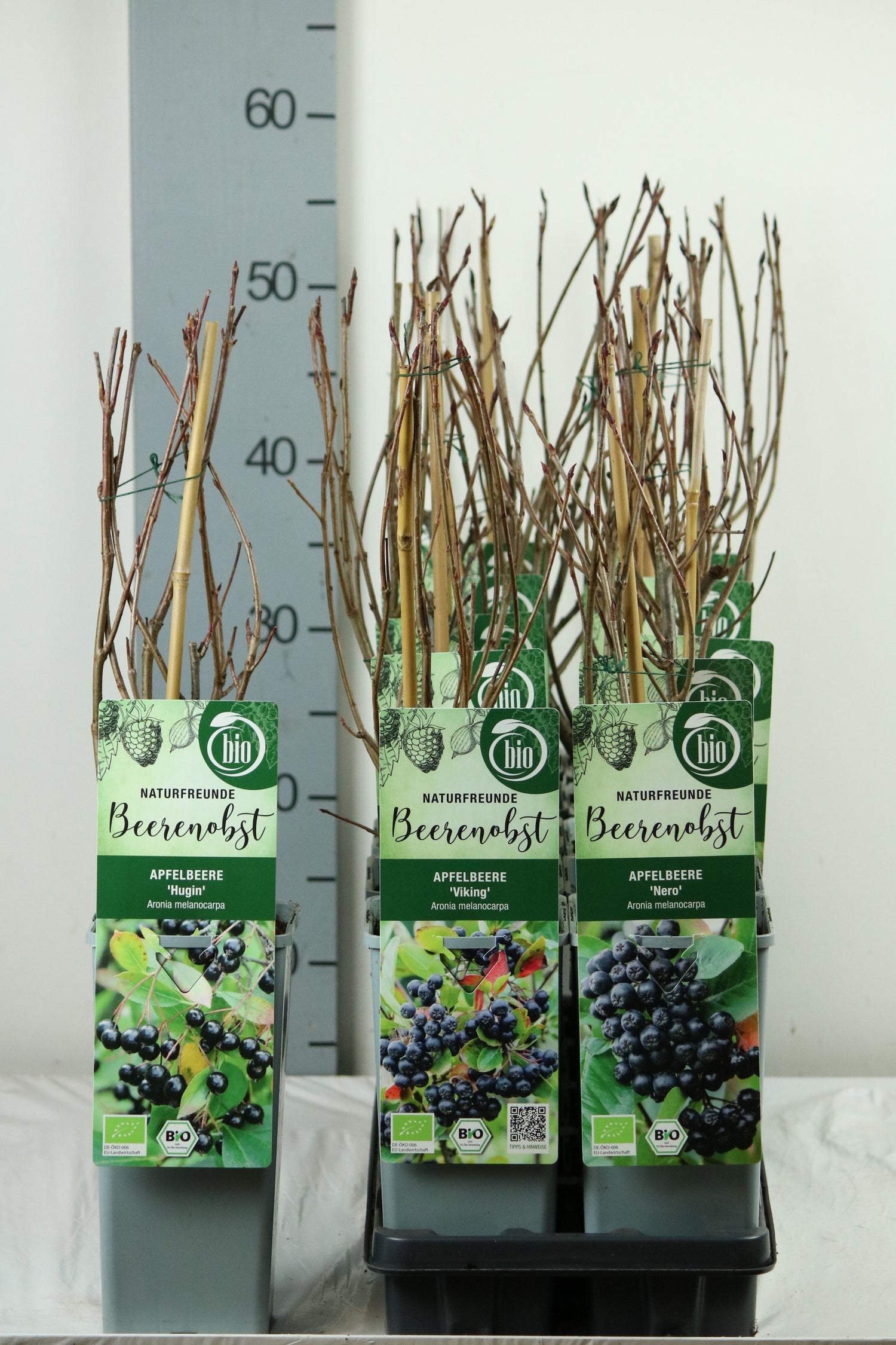 Aronia melanocarpa - C2/P17 30-35 CM