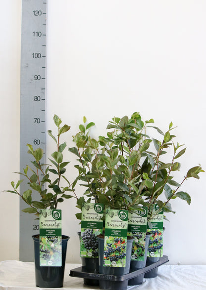 Aronia melanocarpa C3 (3 liters kruka) 40-50 cm