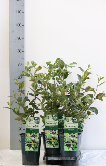 Aronia melanocarpa &