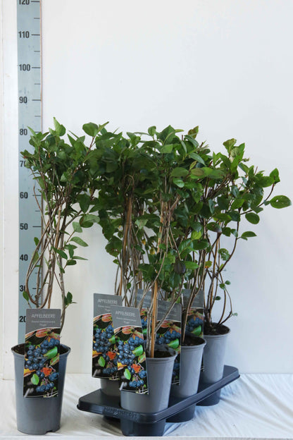 Aronia melanocarpa &