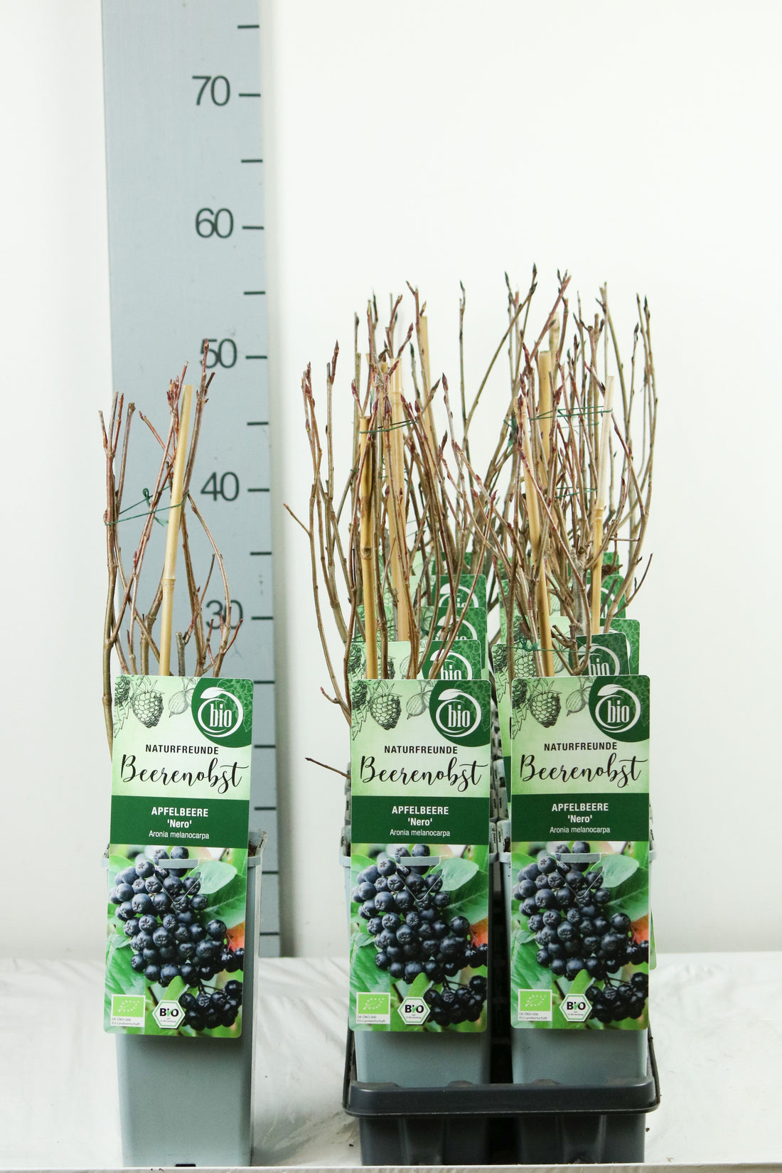 Aronia prun. &