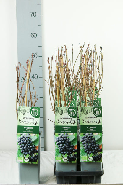 Aronia prun. &