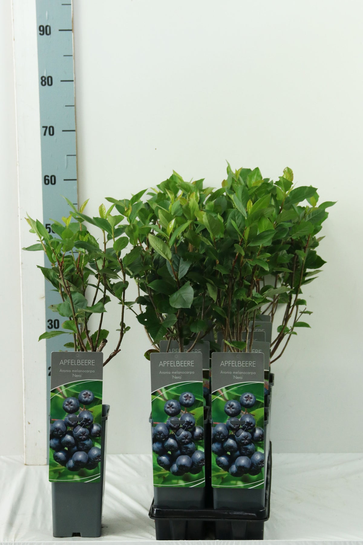 TW-2742094