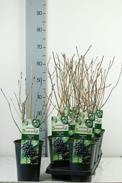 Aronia prunifolia &