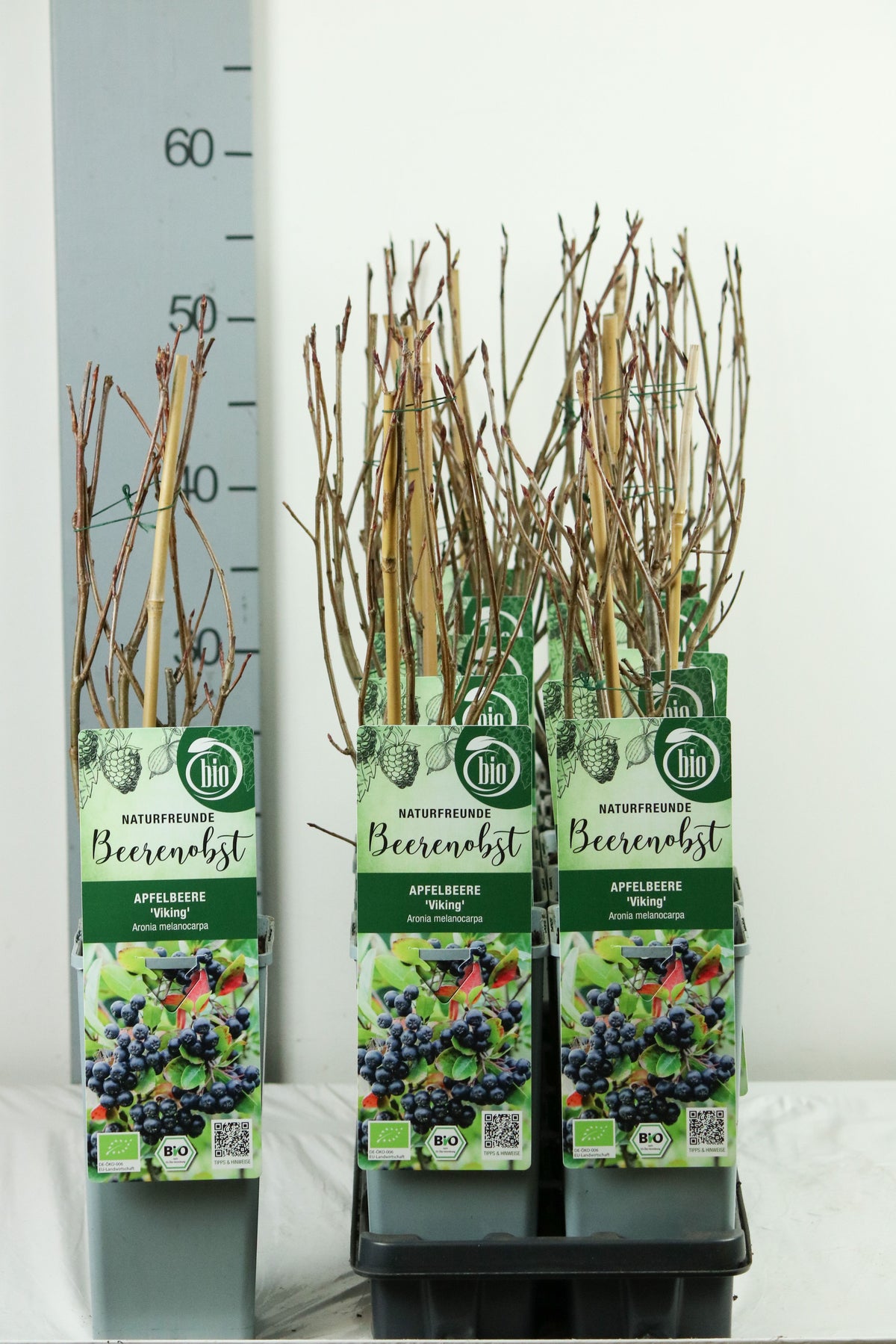 Aronia prun. &