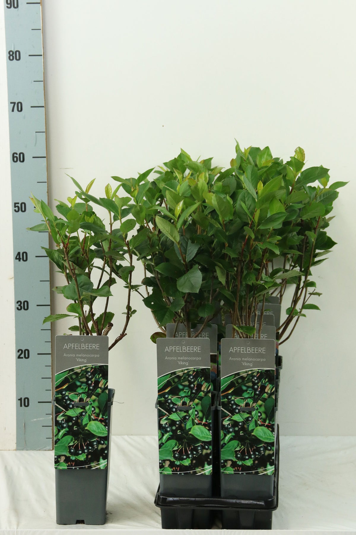 Aronia prun. &