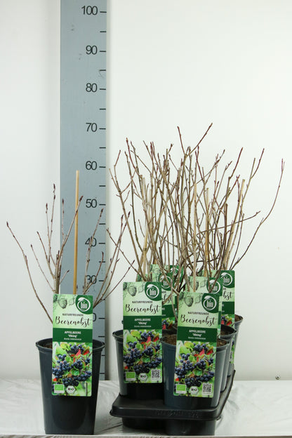 Aronia prun. &