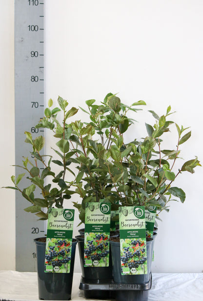 Aronia prun. &