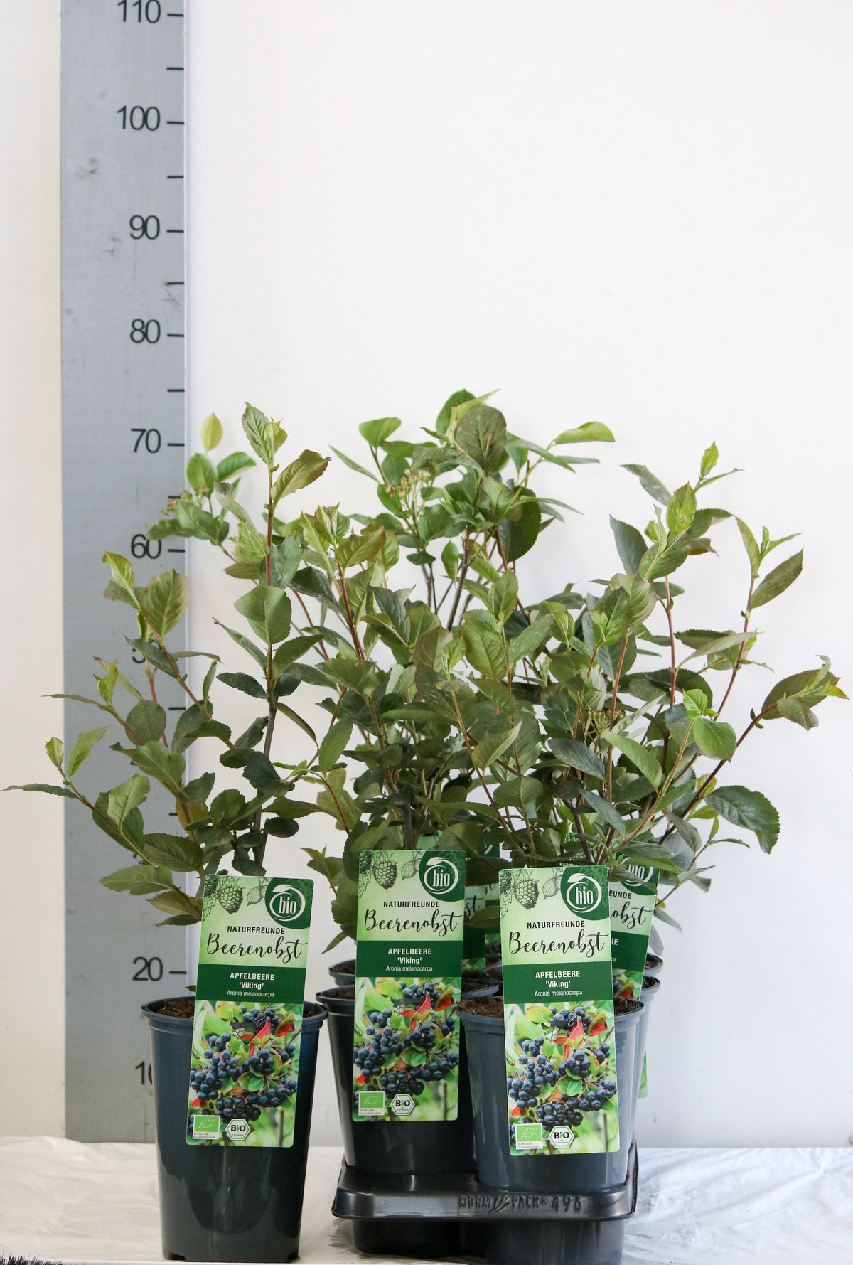 Aronia prun. &