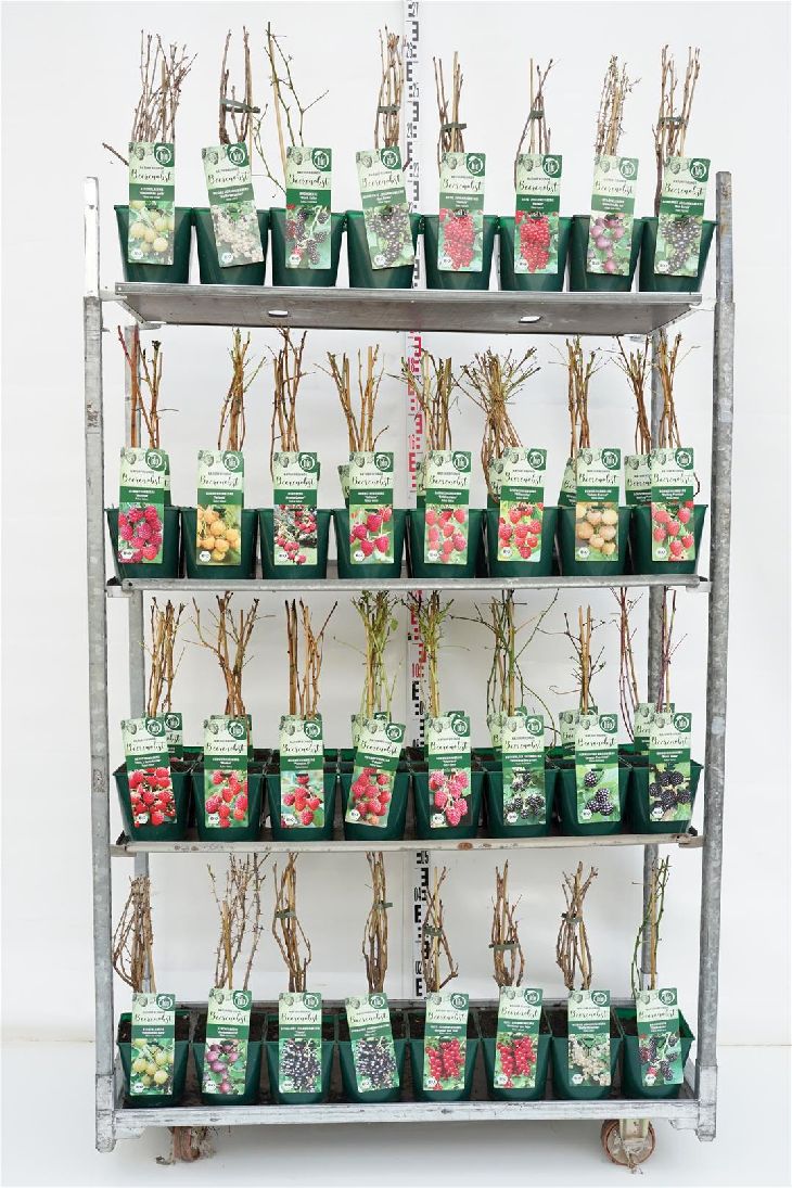 Mix CC Bio Fruktträd - C3/P19 30-40 CM