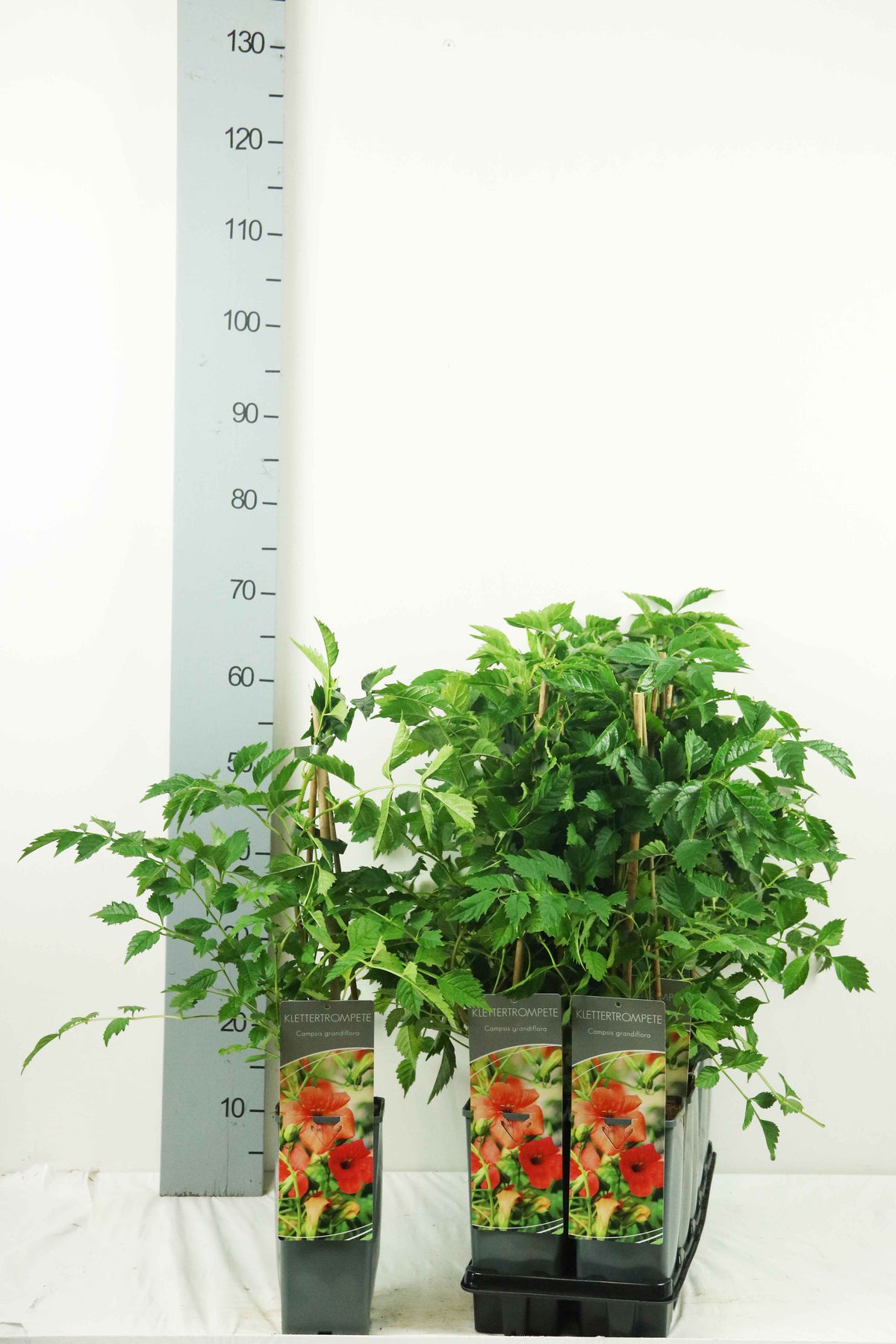 Campsis grandiflora C2 (2 liters kruka) 40-60 cm - 3 käppar