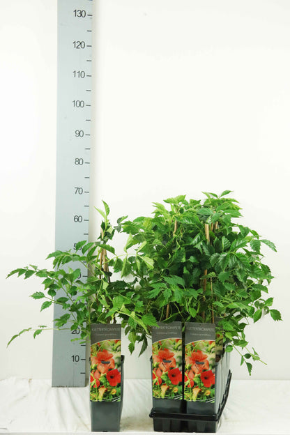 Campsis grandiflora C2 (2 liters kruka) 40-60 cm - 3 käppar