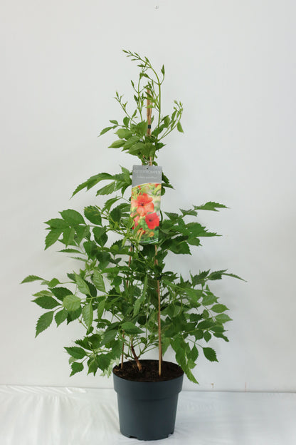 Campsis grandiflora C5 (5 liters kruka) / 23 cm kruka 80-100 cm