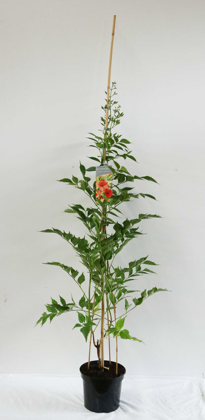 Campsis grandiflora C7,5 (7,5 liters kruka) 100-150 cm