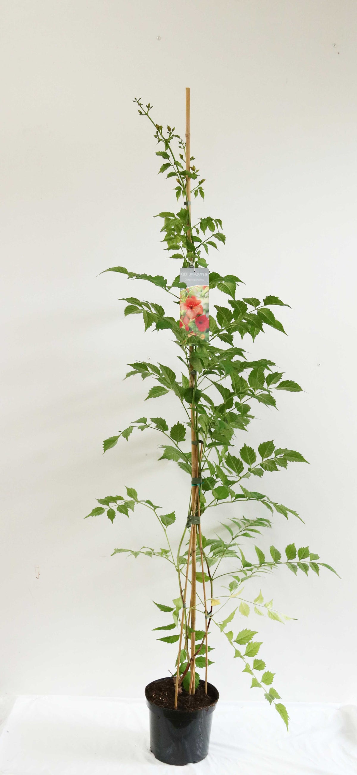Campsis grandiflora C7,5 (7,5 liters kruka) 150-200 cm