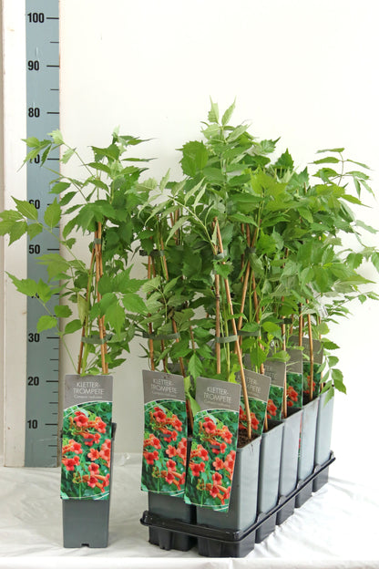 Campsis radicans C2 (2 liters kruka) 40-60 cm