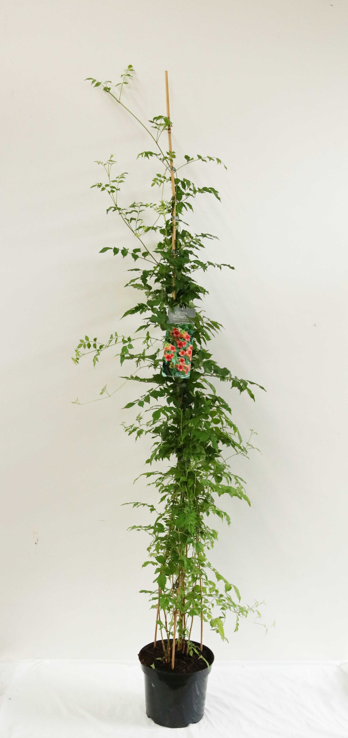 Campsis radicans (Trumpetranka) C7,5 (7,5 liters kruka) 100-150 cm