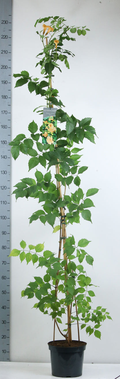 Campsis radicans &