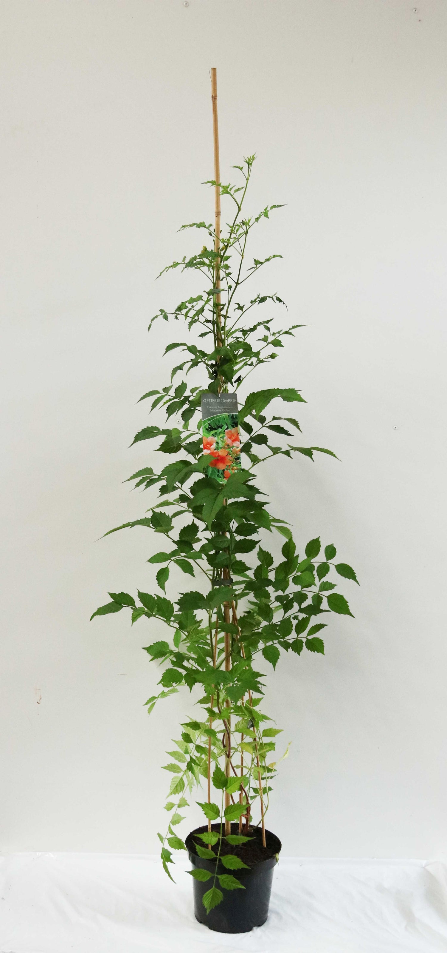 Trumpetblomma tagli. &