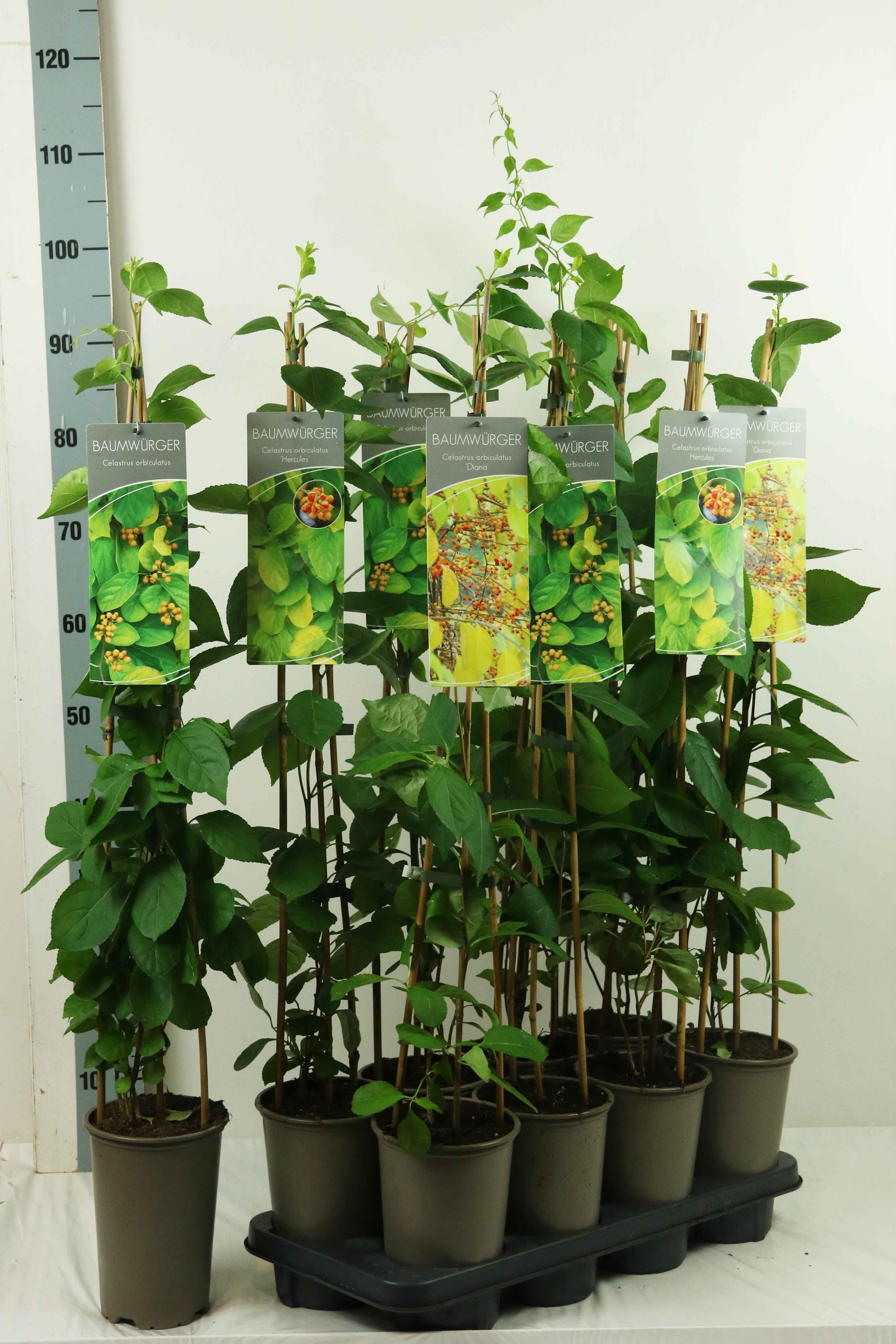 Träddödare in cultivars - P17 60-100 3-STICK
