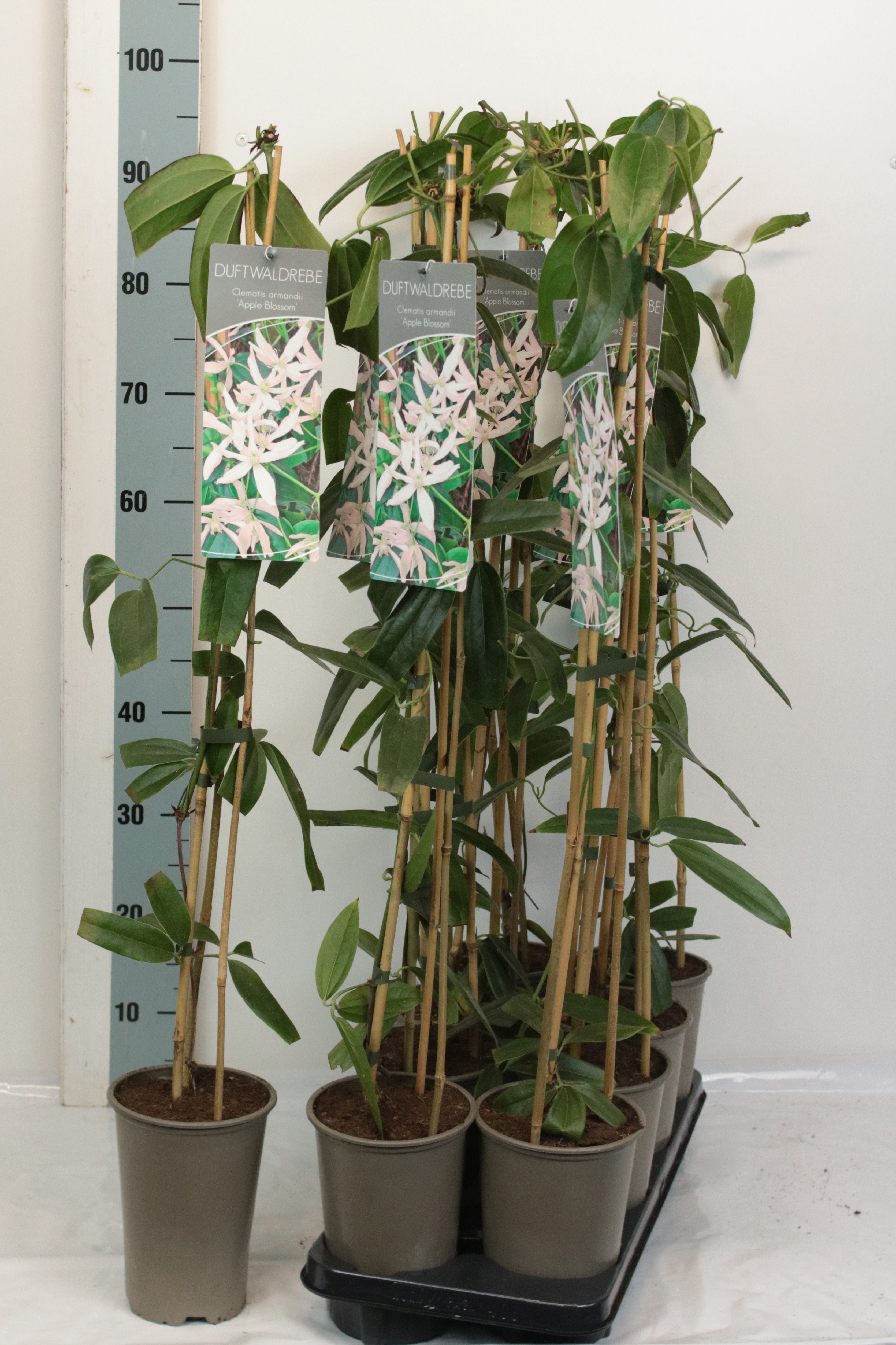 Clematis arm. &