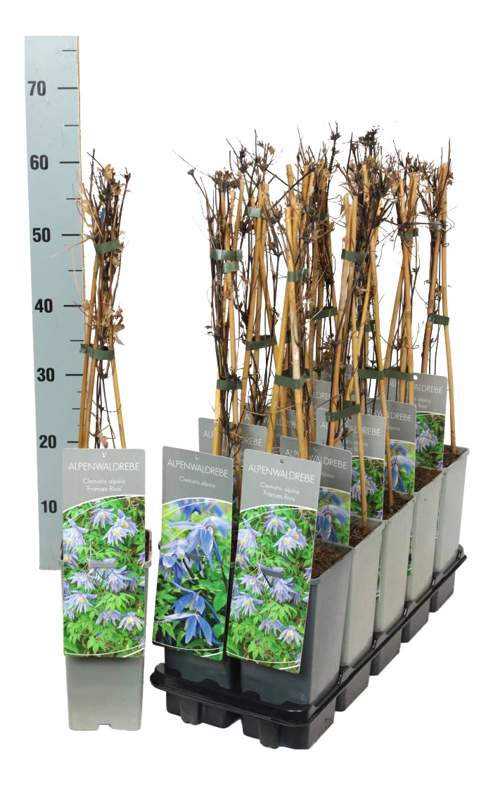Clematis alpina i olika sorter C5 (5 liters kruka) / 23 cm kruka 100-125 cm
