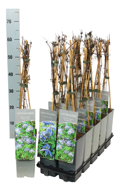 Clematis alpina i sorter C2 (2 liters kruka) 40-60 cm
