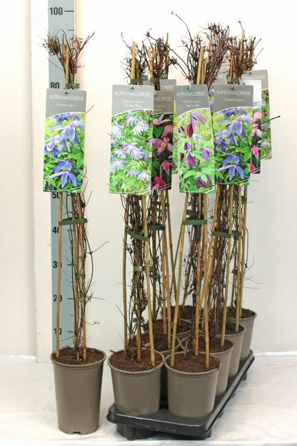 Clematis alpina i sorter - 17 cm kruka, 60-100 cm (3 käppar)