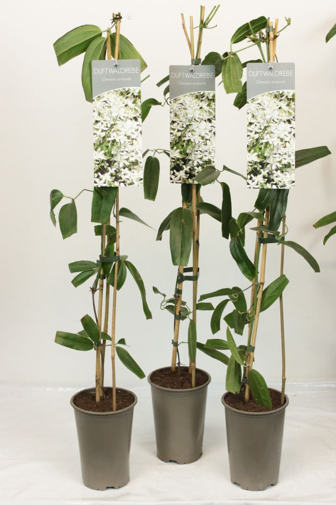 Clematis armandii C1,5 (1,5 liters kruka) 90 cm