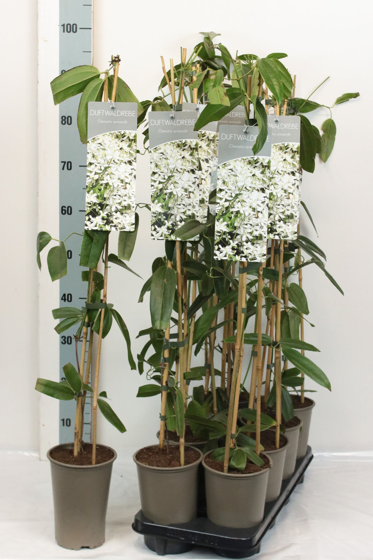 TW-2738266