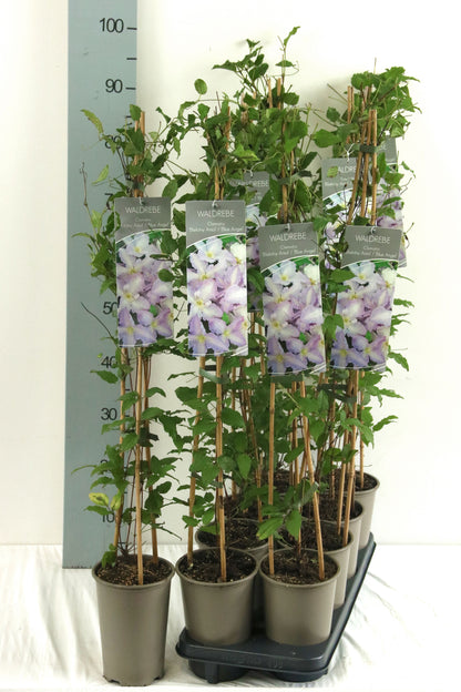 Clematis &