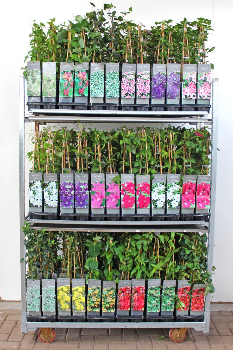 Klätterväxter &amp; Clematis i sorter C2 (2 liters kruka) / 17 cm kruka 40-60 cm