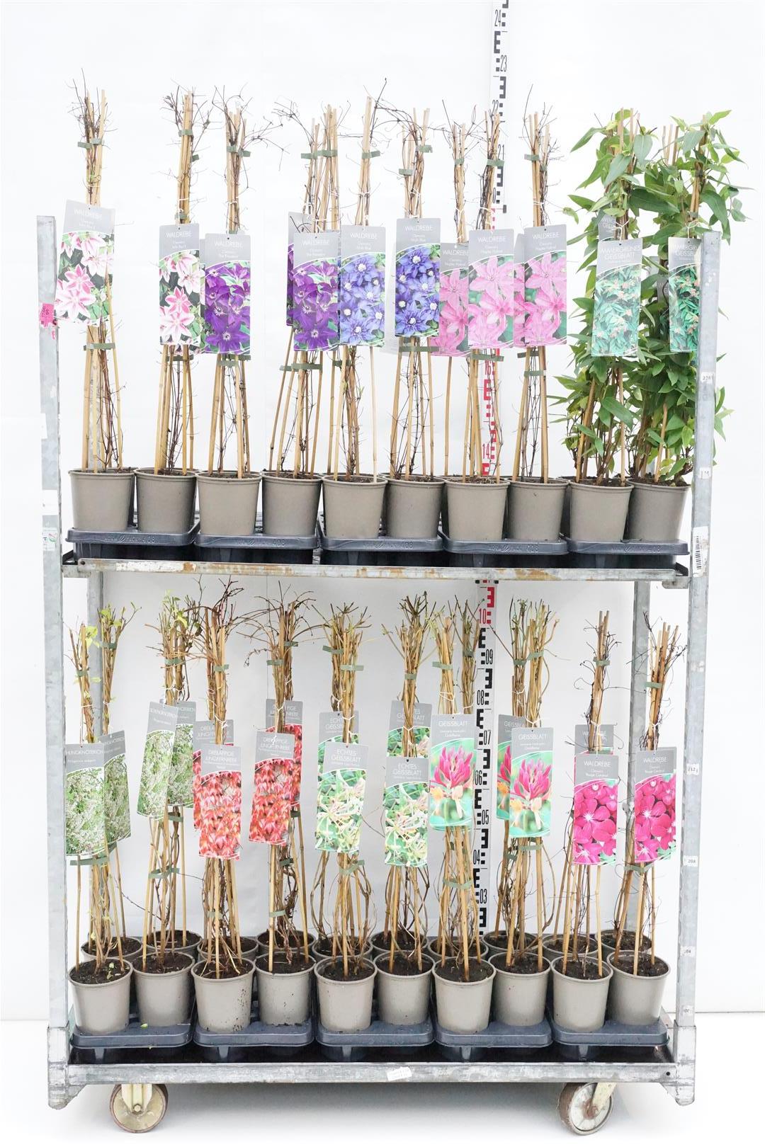 Klätterväxter &amp; Clematis i sorter - C2/P17 60-80 CM