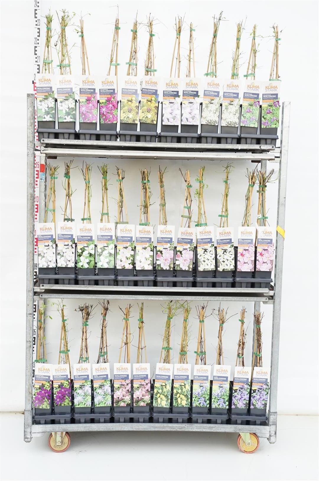 Klematis Climate in cultivars - C2/P17 40-60 CM 3 STICK