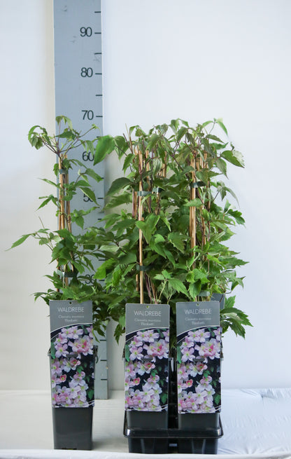Clematis &