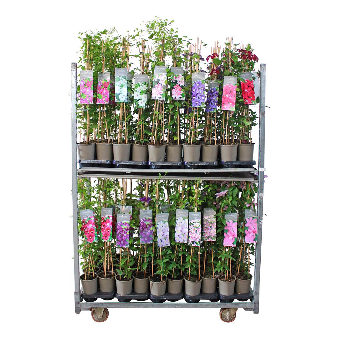 Clematis, olika sorter C5 (5 liters kruka) / 23 cm kruka 80-100 cm