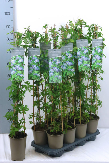 Clematis &