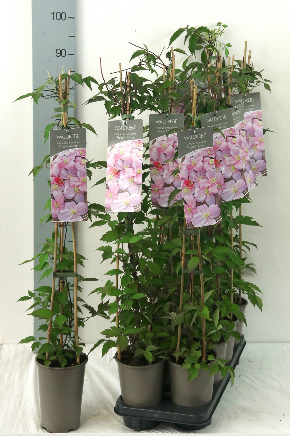 Clematis &