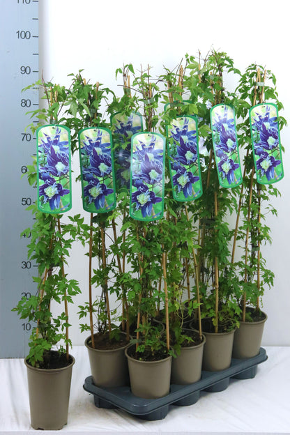 Clematis &
