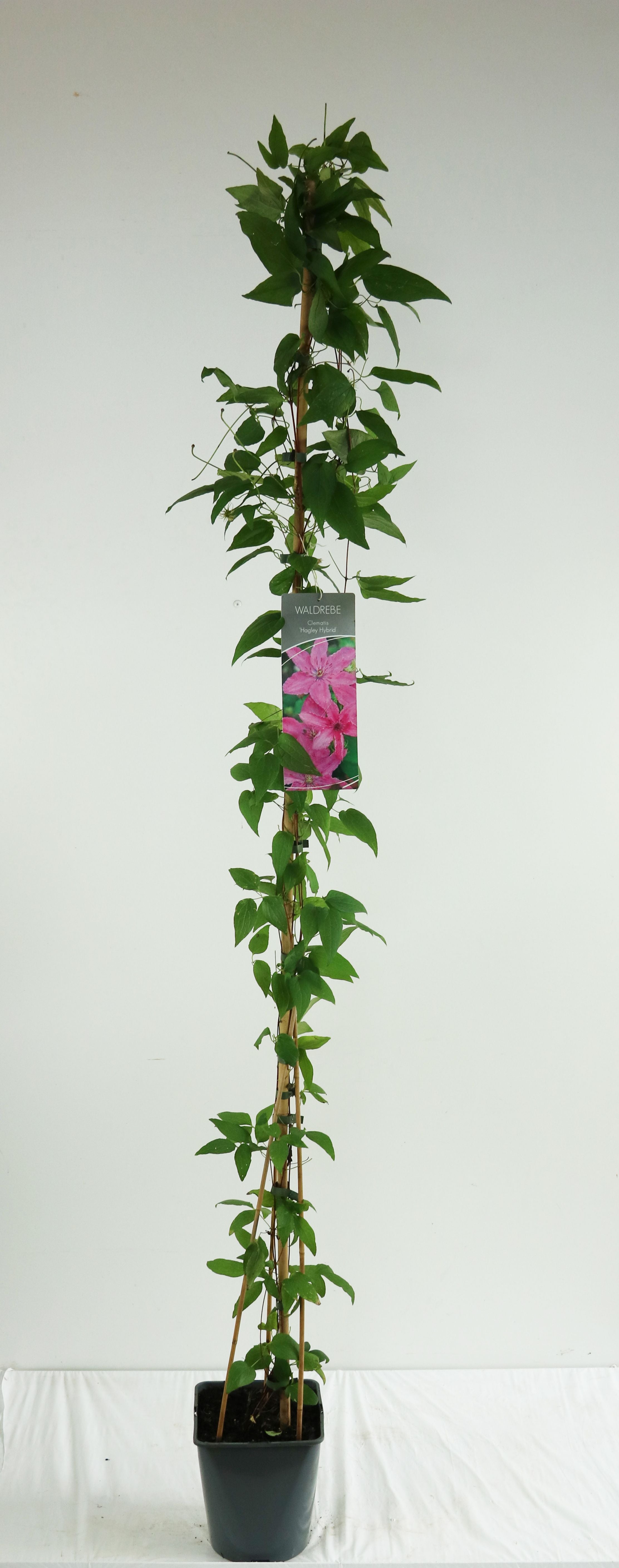 Clematis &