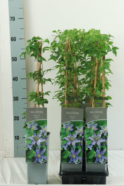 Clematis &
