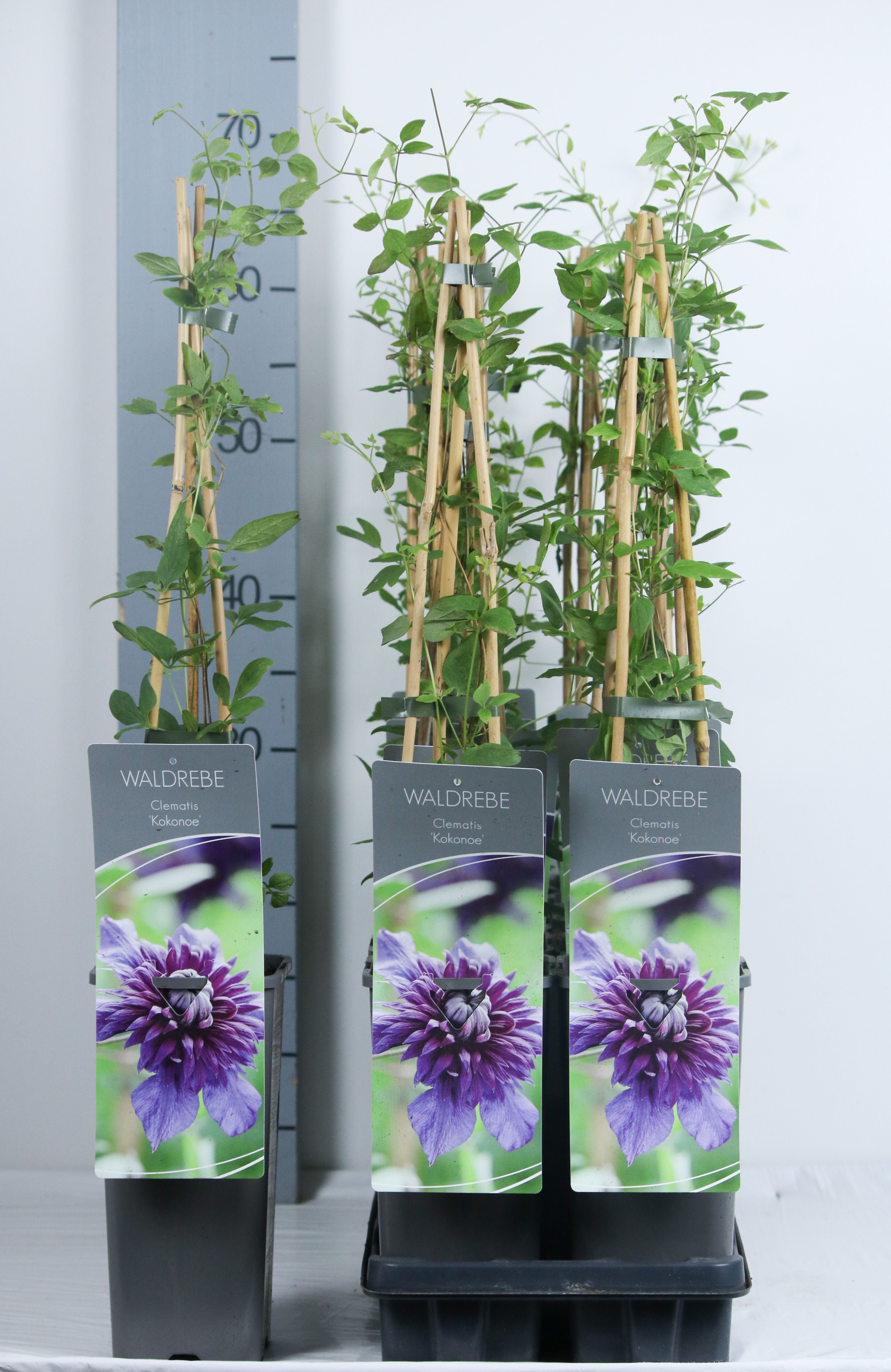 Clematis &