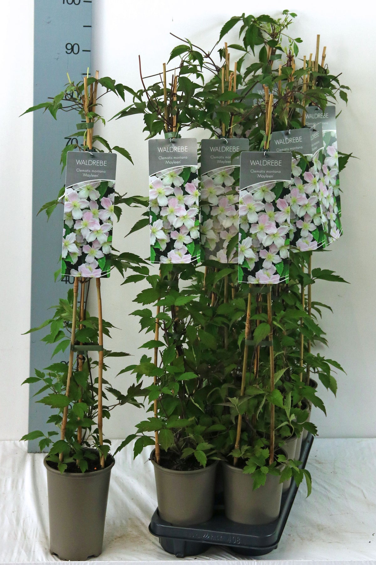 Clematis &