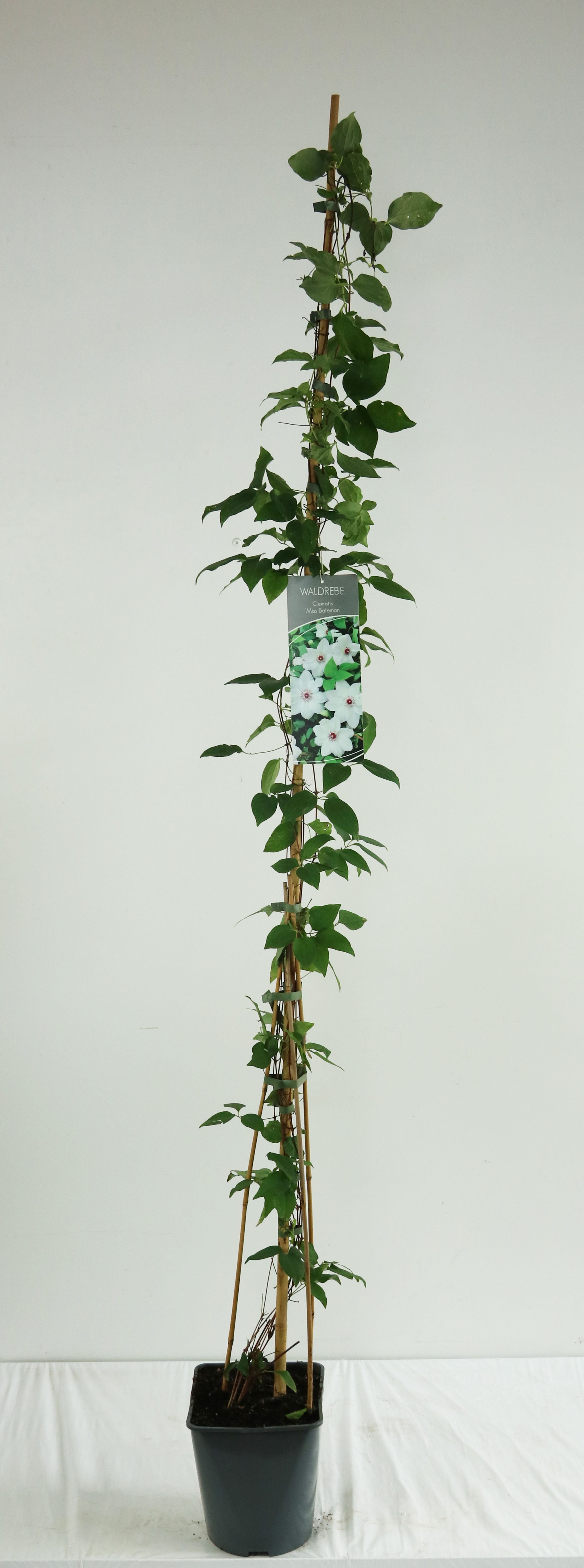Klematis &