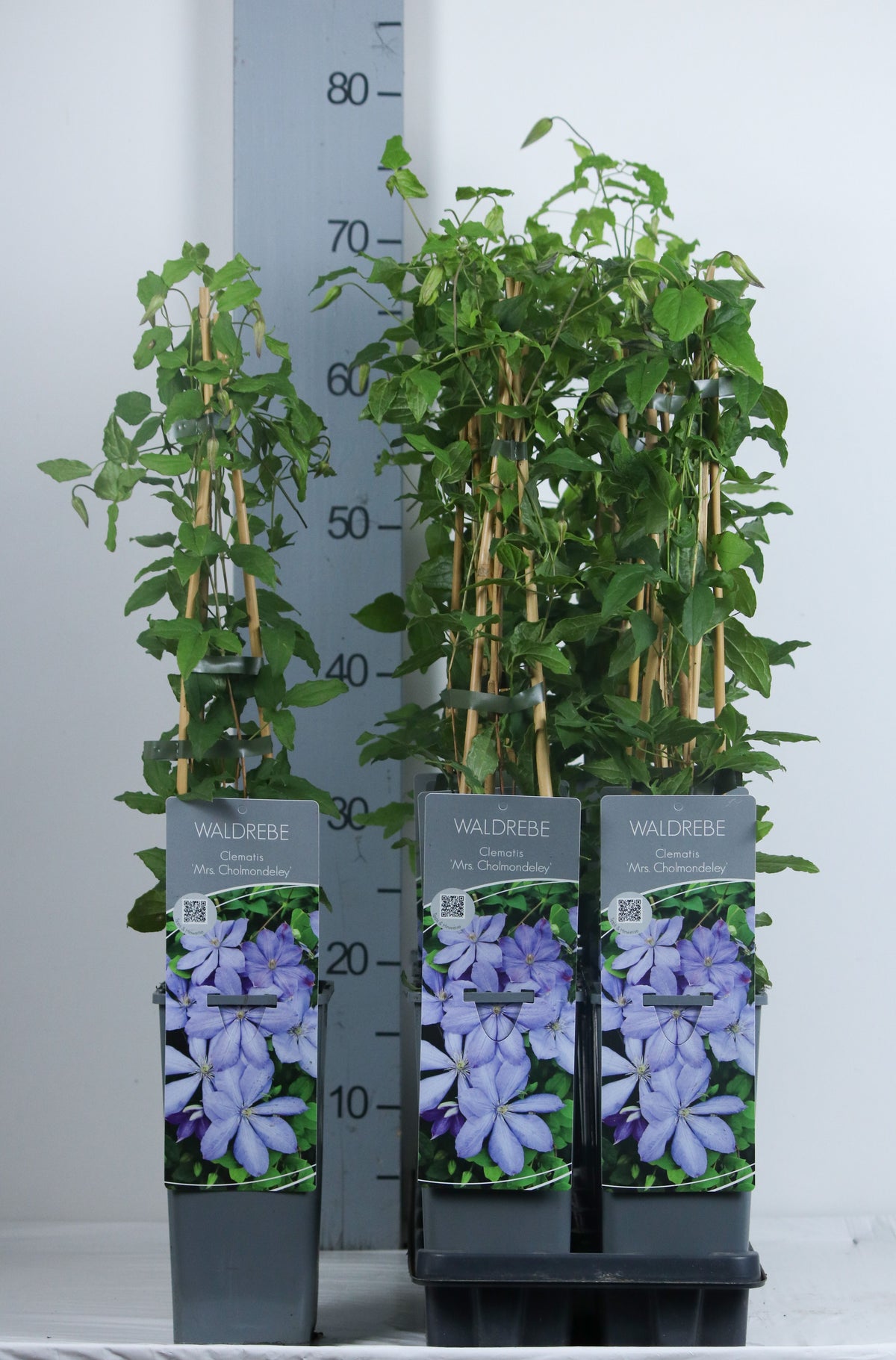 Clematis &