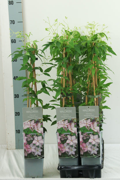 Clematis &